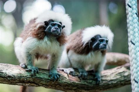  El Santuario de los Monos: Una Aventura Tropical con Cariñosos Habitantes Peludos!